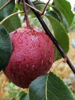 早酥红梨苗的栽培要点价格介绍高产稳产丰产